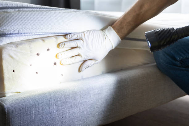 Trusted Nassau Bay, TX Pest Control Experts