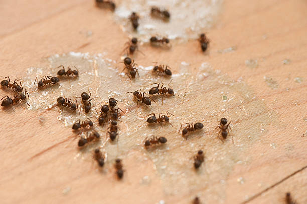 Best Best Pest Control Companies  in Nassau Bay, TX